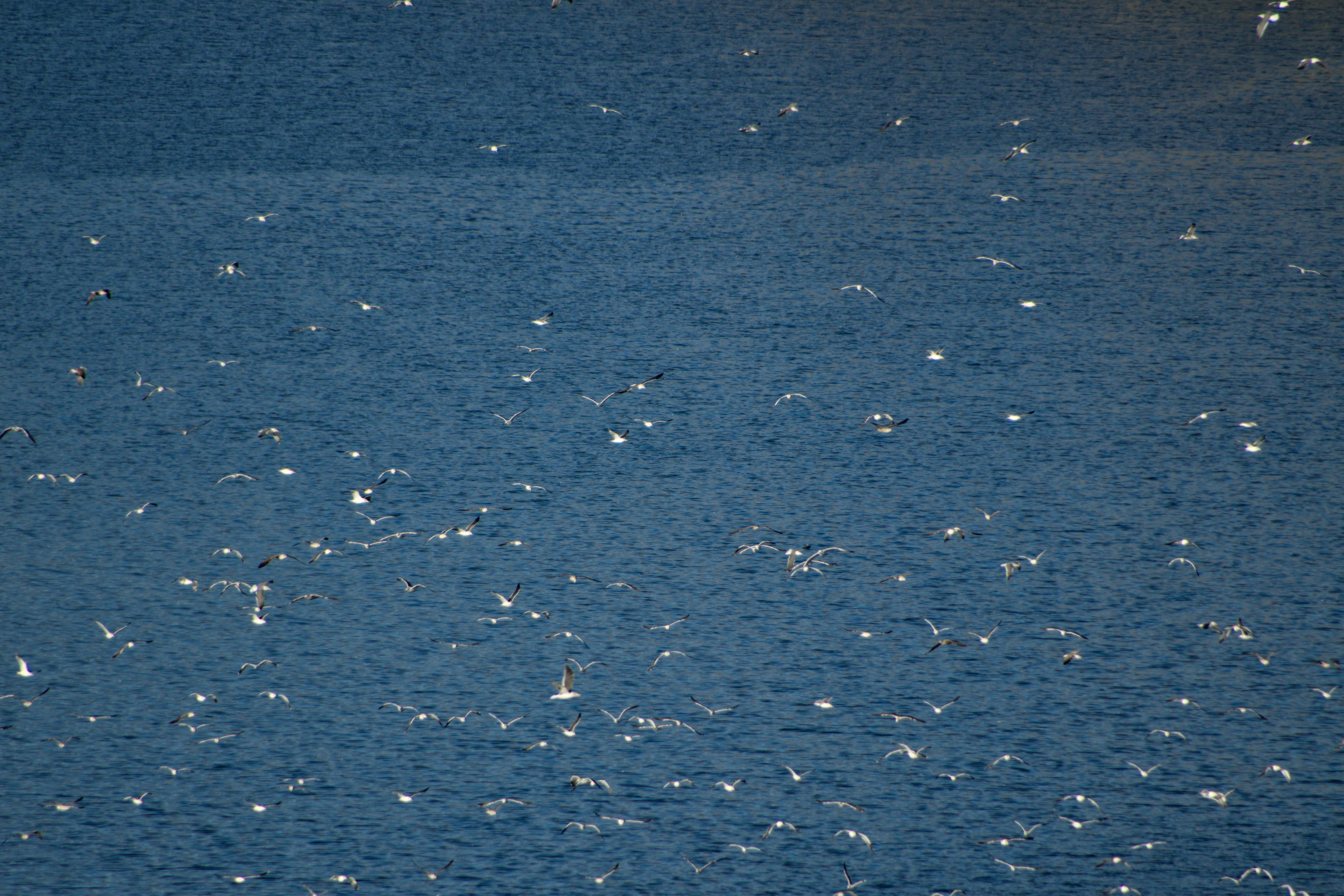 Tamron 28-300mm F3.5-6.3 (EF) - _I4A6022.webp